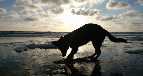 The Silhouette of a wet black with tan Gerberian Shepsky puppy digging into sand on a beach. The sun is setting in the background