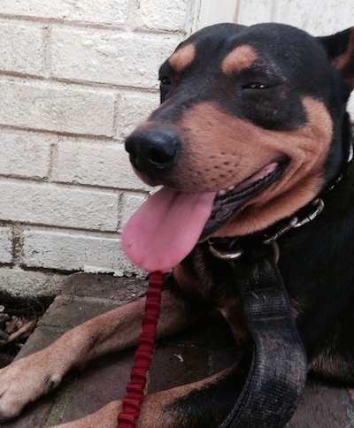 A black and tan Jagdterrier is laying on a brick step in front of a front door. Its mouth is open and tongue is out