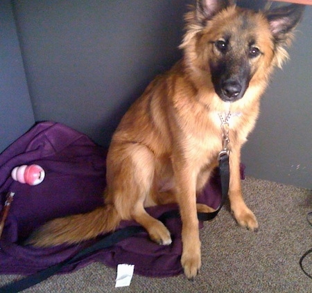 A brown with black Malinois X is sitting on a purple blanket in the corner of a room that has a tan carpet.