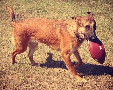 A brown with black Malinois X dog is running across grass with a flat football in its mouth.
