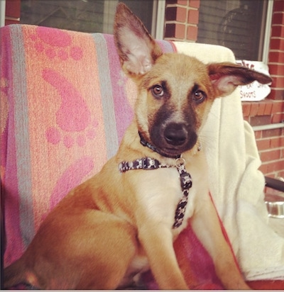 A large-eared brown with black Malinois X puppy is sitting on a deck in front of a brick house on a chair that has a colorful beach towel over the back of it. The towel is orange, blue and purple with pink foot prints down the middle of it.