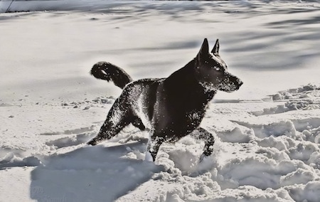 A black German Shepherd is trotting through and covered in snow.