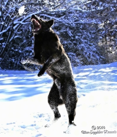 A black German Shepherd is jumping in snow to catch a snow ball in the air. Its mouth is open and teeth are showing.