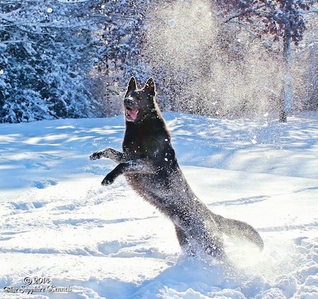 A black German Shepherd is jumping up in snow. Its mouth is open and its tongue is hanging to the right