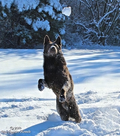 A black German Shepherd is covered in snow jumping up to catch a snowball that is in mid-air in front of it. 