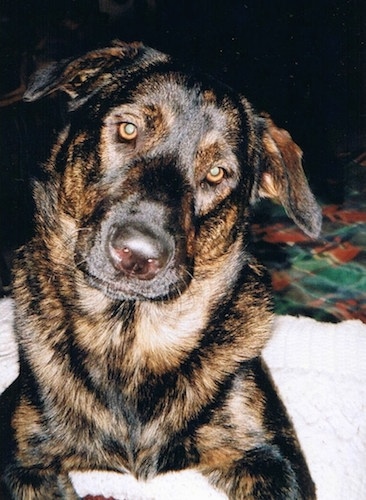 A black and brown German Sheprador is laying on a human's bed with its head tilted to the right