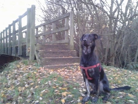 A black with tan German sheprador is wearing a red harness sitting in front of a wooden bridge