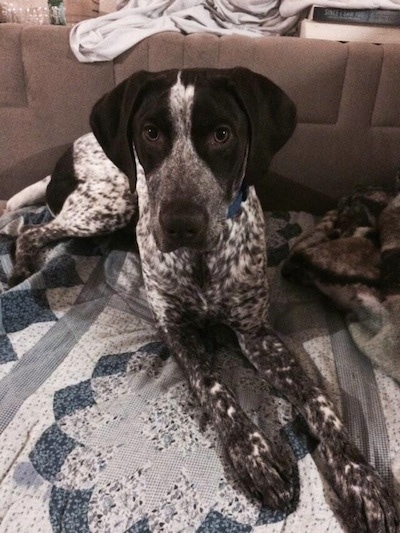 A white and black ticked German Shorthaired Pointer is laying on a blue and white blanket on top of a couch