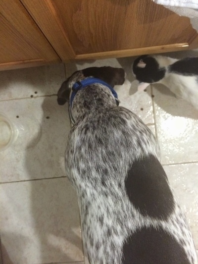 A white and black German Shorthaired Pointer and a black and white cat are eating kibble off of a white tiled floor.