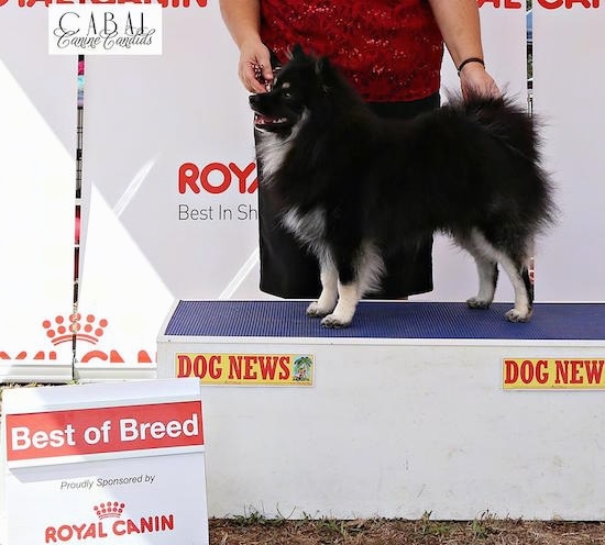A black with white and tan German Spitz is standing on a show dog block stand with a person behind it posing it. There is a sign that reads - Best of Breed Proudly Sponsored by Royal Canin.
