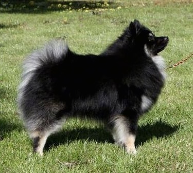 Medium German Spitz Dog Breed Information And Pictures
