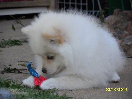 A white with tan German Spitz is laying outside and looking at a toy in between its paws