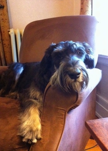 A black and silver Giant Schnauzer is laying in an arm chair with a white register heater behind it.