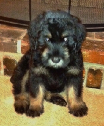A black and silver Giant Schnauzer puppy is sitting on a tan carpet in front of a brick fire place