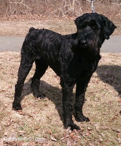A black Giant Schnauzer is standing in brown grass with a road behind it