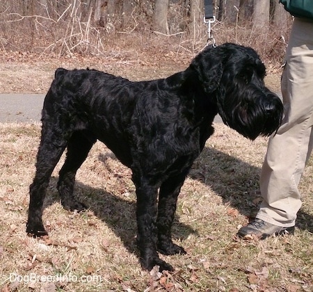 A black Giant Schnauzer is standing in grassn in front of woods and there is a person next to it