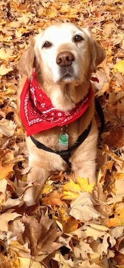 A graying Golden Retriever wearing a red bandana is laying in a field covered in leaves. It is looking up.