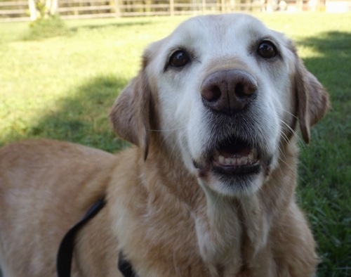 Close Up - A graying Golden Labrador is standing in a field. Its mouth is open. There is a split rail fence in the distance behind it.