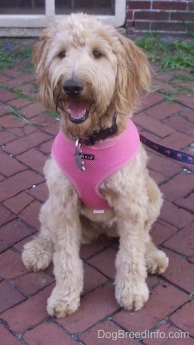 A Goldendoodle is sitting on a brick patio in front of a brick house wearing a pink harness.