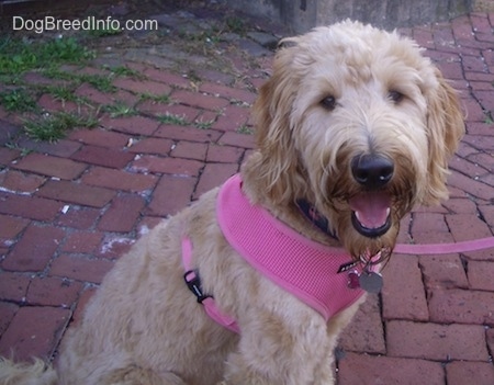 A smiling tan Goldendoodle is wearing a hot pink harness sitting on a brick sidewalk looking to the left.