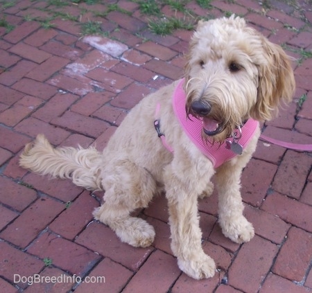 A tan Goldendoodle is sitting on a brick sidewalk. Its mouth is open