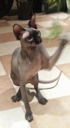 Fergie the hairless Sphynx cat is pawing at a plant on a tiled floor