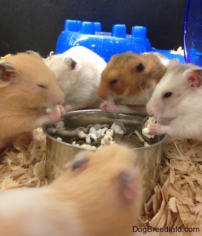 Five hamsters are standing around a food bowl and they are eating popcorn out of the bowl. They are holding it with their front paws and their eyes look relaxed.