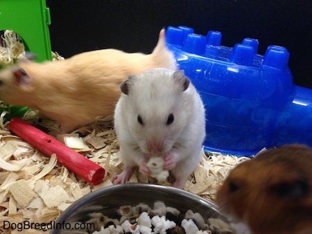 A white with grey hamster is eating a piece of popcorn and next to it is a brown hamster eating a piece of popcorn. There is a tan hamster that is walking across the enclosure.