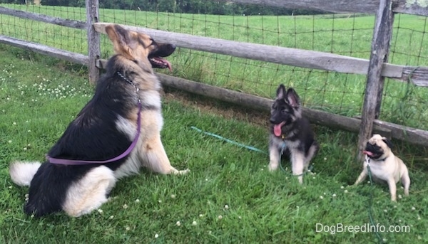 A Shiloh Shepherd is sitting in front of and facing two puppies. A Shiloh Shepherd puppy and a Pug puppy. There is a wooden and wire fence combination behind them.