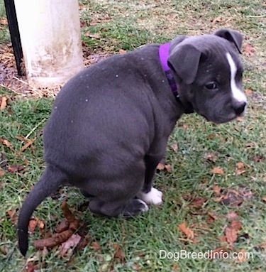 Mia the American Bully wearing a purple collar squatting down pooping in a grass yard