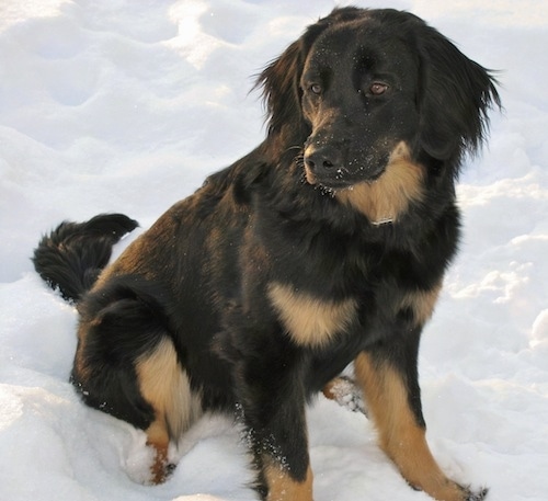 A black with tan Hovawart is sitting in snow. It has snow all over its snout