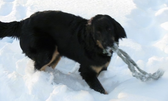 A black with tan Hovawart dog is in deep snow swinging around a rope toy that is in is mouth