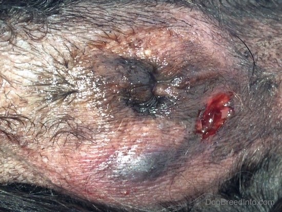 A swollen hole in the back end of a dog that is bleeding