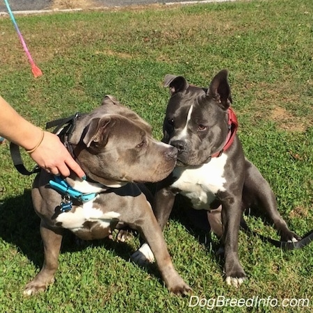 A gray with white Pit Bull Terrier is sitting next to a gray with white American Bully