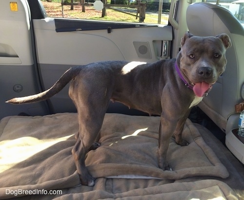 The right side of a grey with white Pit Bull Terrier that is standing in a car with her tongue out and she is looking forward.