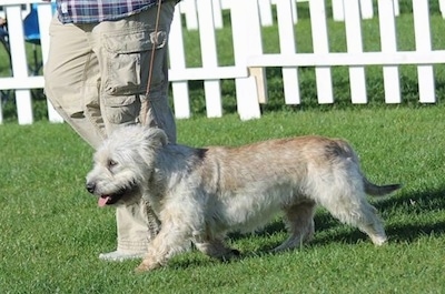 A Glen of Imaal Terrier is being walked by a person across grass with a white fence behind it.