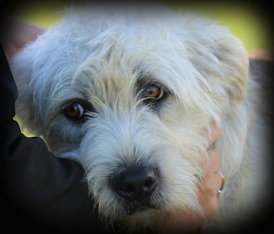 Close Up - The face of a Gleen of Imaal Terrier with hands petting its neck