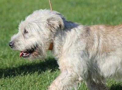 Close Up - A Glen of Imaal Terrier dog is trotting across grass