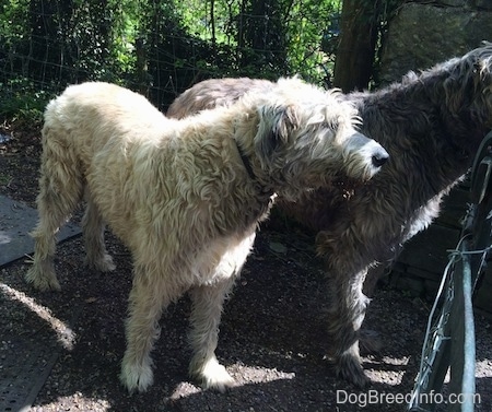 A black and a tan Irish Wolfhound are standing in dirt and looking out of a metal gate