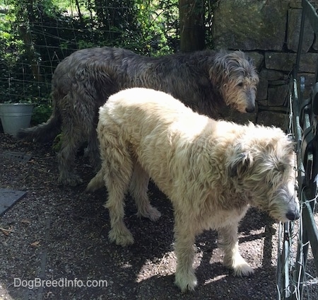 A black and a tan Irish Wolfhound are standing outside in front of a metal gate.