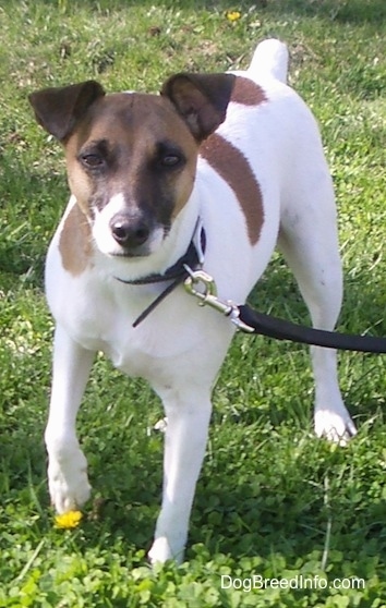 A white with brown Jack Russell Terrier is standing in grass with one front paw up in the air and a yellow dandelion below its raised paw.