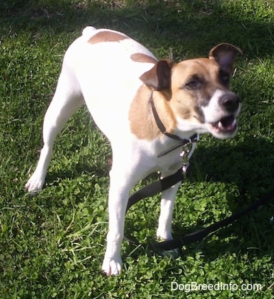 A white with tan Jack Russell Terrier is standing in grass actively barking