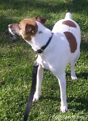 A white with brown Jack Russell Terrier is wearing a black collar and leash standing in grass and looking to the left