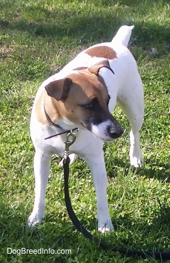 A white with brown Jack Russell Terrier is standing in grass and looking to the right