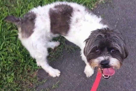 View from above - A white with black and gray Jackapoo is standing on a driveway next to grass. Its mouth is open and tongue is out