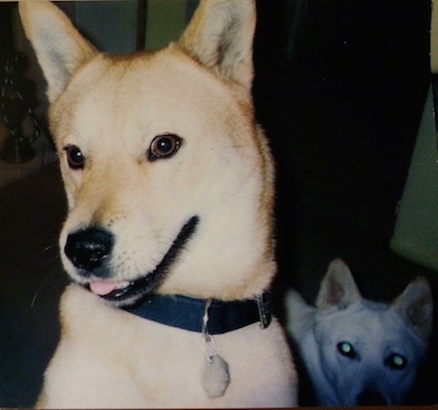 A tan with white Jindo is sitting on a couch next to another Jindo that is laying down. Its head is tilted, mouth is open and tongue is slightly sticking out