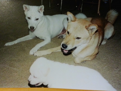 A tan Jindo is laying next to a white Jindo. They are both looking down at a white Jindo puppy