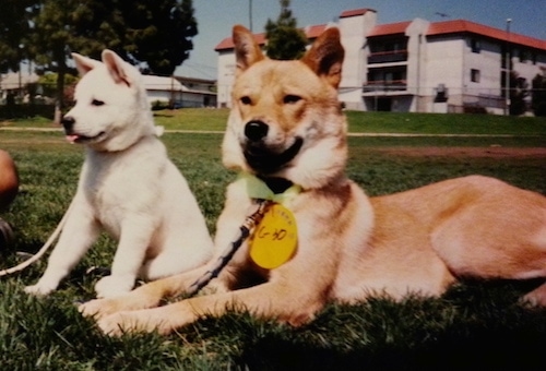 A tan Jindo is laying in grass and there is a white Jindo puppy sitting next to it. There is a white building with a red roof behind them.