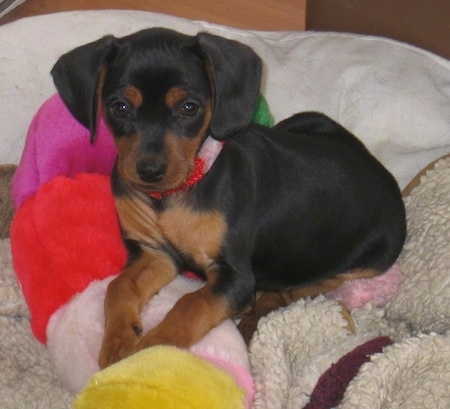 A black and tan King Pin is laying on a bed on top of a colorful plush toy
