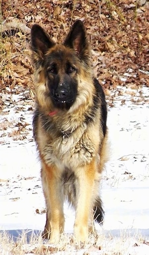 Front view - A King Shepherd is wearing a choke chain collar standing in snow with snow on its face. There are fallen leaves behind it.